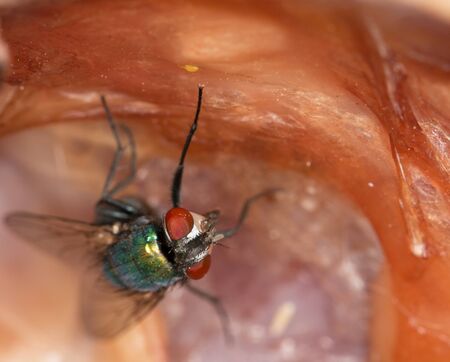 flies on the meat of fishの写真素材