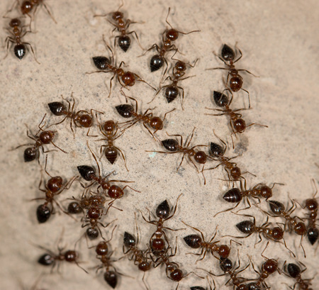 ants on the wallの写真素材