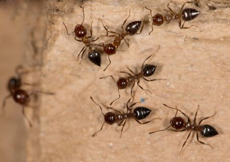 ants on the brown boxの写真素材