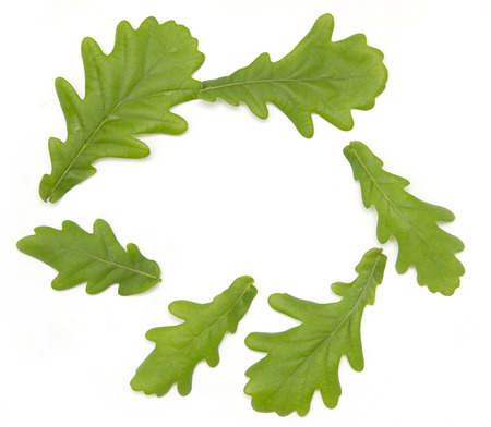 young green oak leaves on a white backgroundの写真素材