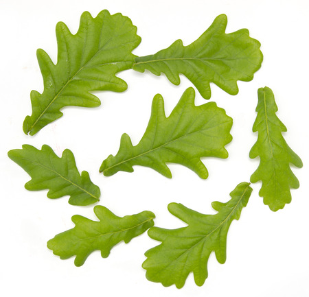 Young oak leaves on a white backgroundの写真素材