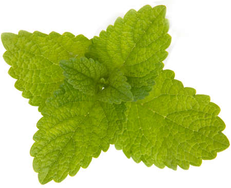 lemon balm leaves