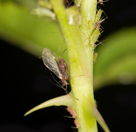 Aphids on the stem of a plant