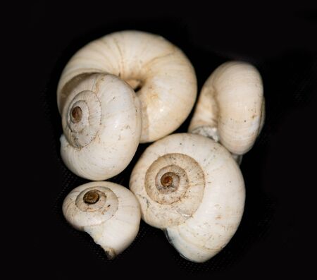 small shells on a black background