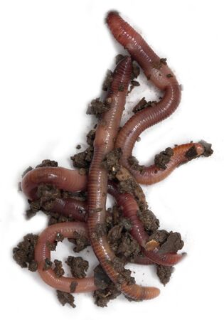 red earthworm to the ground on a white background