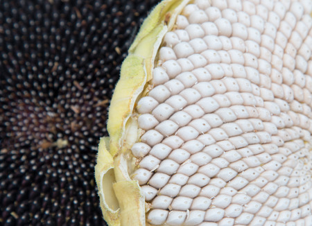 in sunflower seedsの写真素材