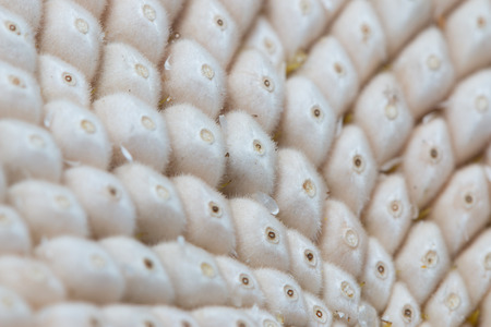 white sunflower seeds as a backgroundの写真素材
