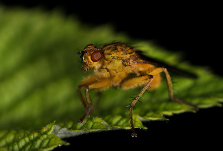 yellow fly on the leaf