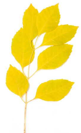 yellow autumn leaves on a white backgroundの写真素材