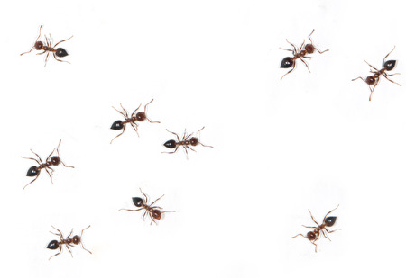 ants on a white backgroundの写真素材