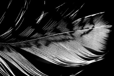 peacock feather on a black backgroundの写真素材