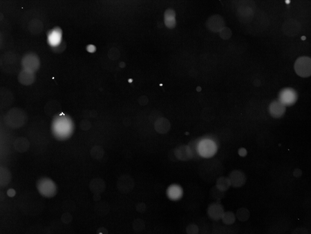 black and white bokehの写真素材