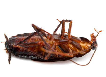 cockroach on a white background