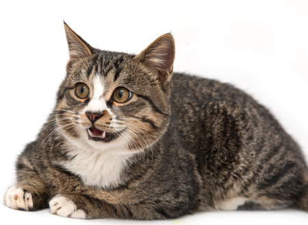 Spotted cat on a white backgroundの写真素材