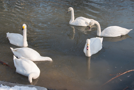 White Swan on winter lakeの写真素材
