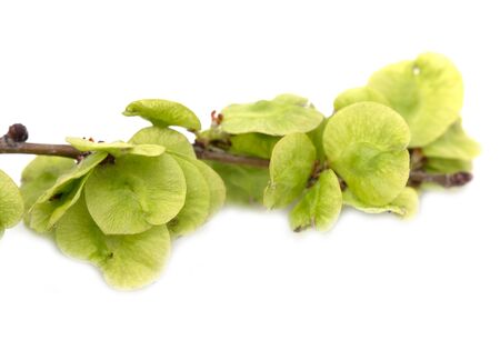 elm tree branch on a white background