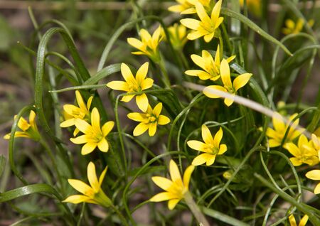 Small yellow flowers
