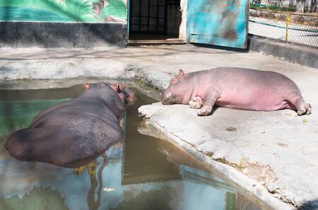 hippos in the zoo