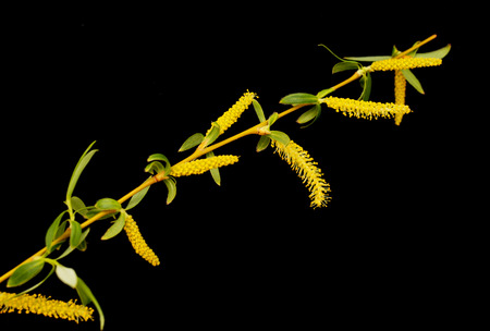 flowering willow branch against a black backgroundの写真素材