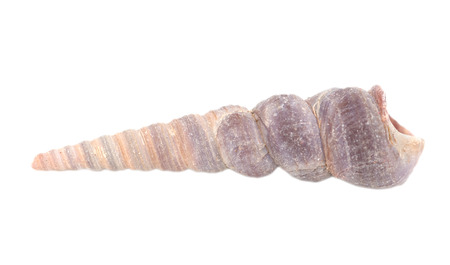 seashells on a white background