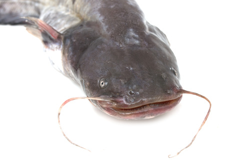 fresh fish catfish on a white background