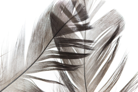 Black feathers on a white backgroundの写真素材
