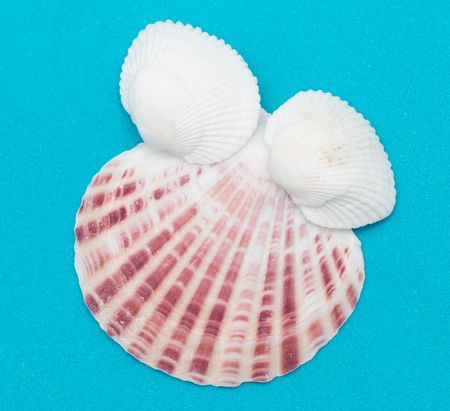 seashells on a blue background