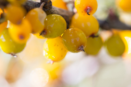 buckthorn berries on branchの写真素材