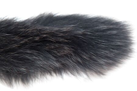 black fur white backgroundの写真素材