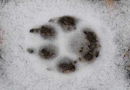 dog tracks in the snowの写真素材