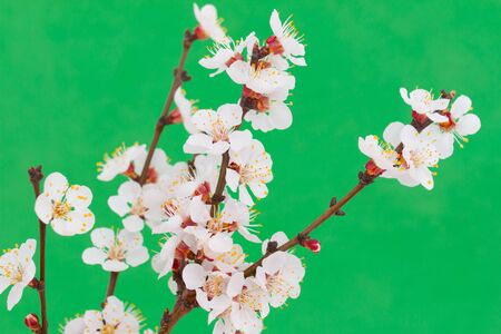 apricot flowers on a branch on a green background