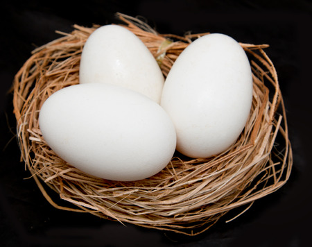 goose eggs on a black backgroundの写真素材