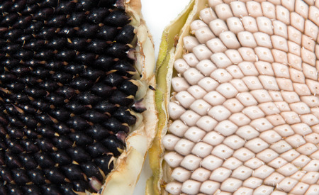 fresh sunflower seedsの写真素材