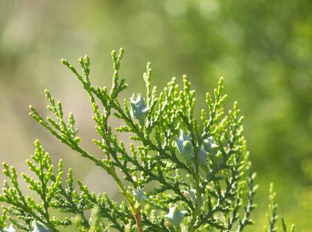 branches of spruce as backgroundの写真素材
