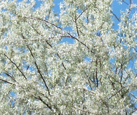 tree branches with silvery leaves against the skyの写真素材