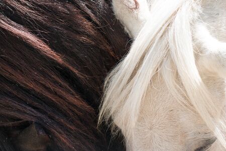 mane of white and black horse as a backgroundの写真素材