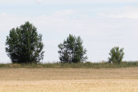 three trees of different sizesの写真素材