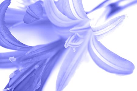 blue bells on a white backgroundの写真素材