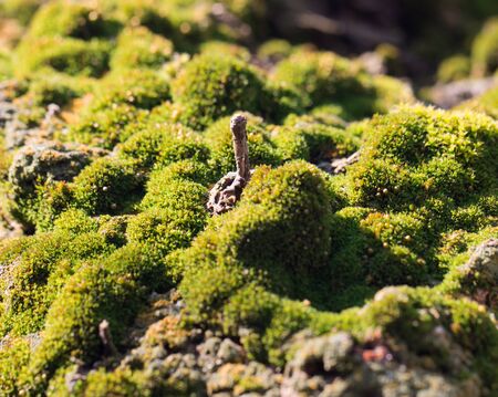 Moss on the treeの写真素材