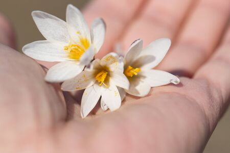snowdrop in the hand