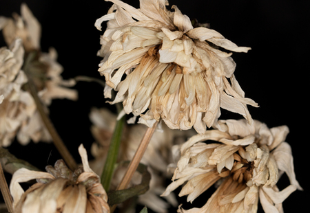 dried chrysanthemum on a black backgroundの写真素材