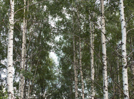 birch trees as background