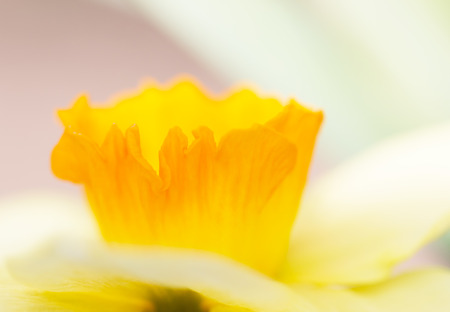 Flowers narcissusの写真素材