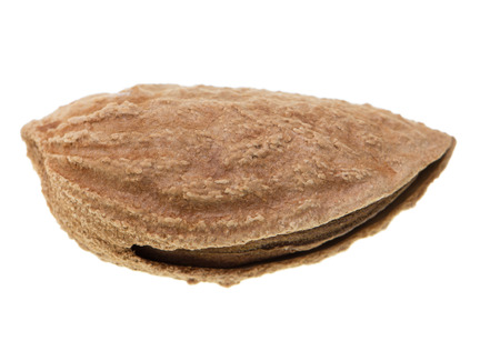 almond nut in shell