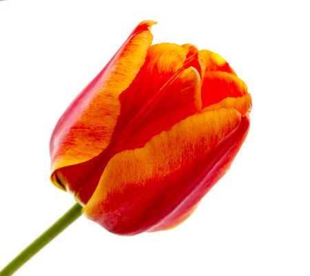 Flower tulip on white backgroundの写真素材