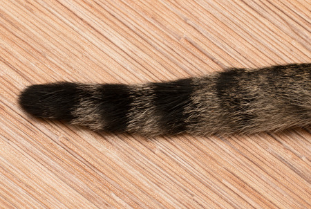 cat's tail on the wooden background