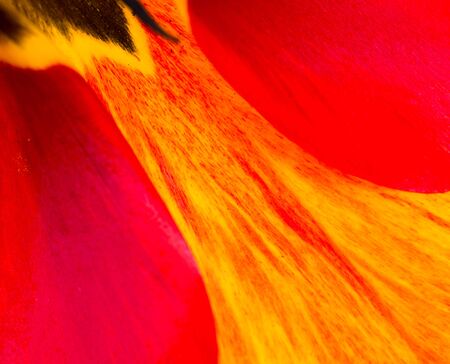 Petals of a tulip as a backgroundの写真素材