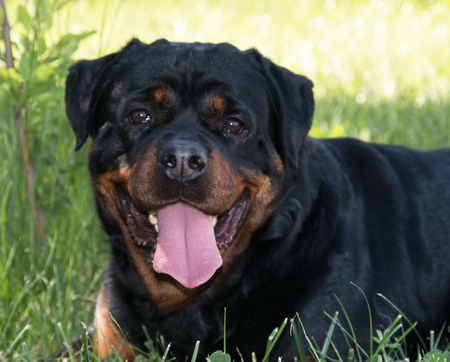 Rottweilerの写真素材