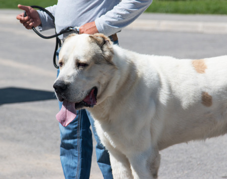 White big dogの写真素材