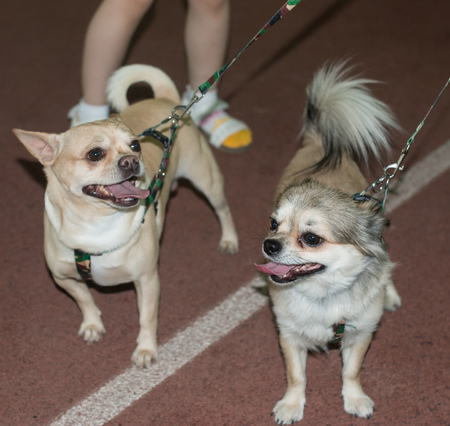 A little thoroughbred dogの写真素材